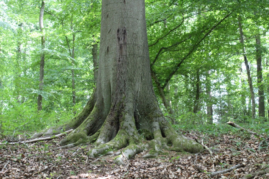 Urwald Refugium Sinzig
