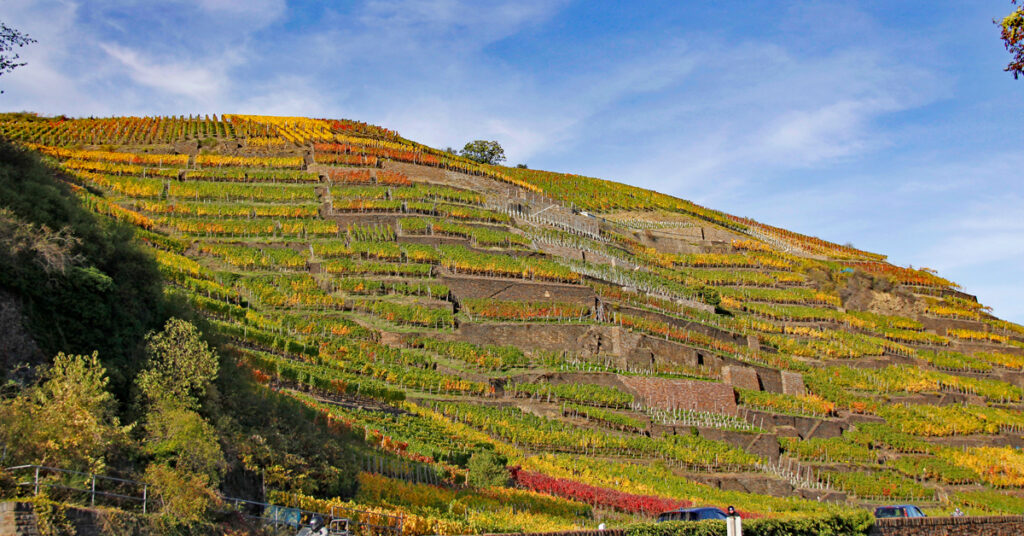 Herbstliche Weinberge Walporzheim