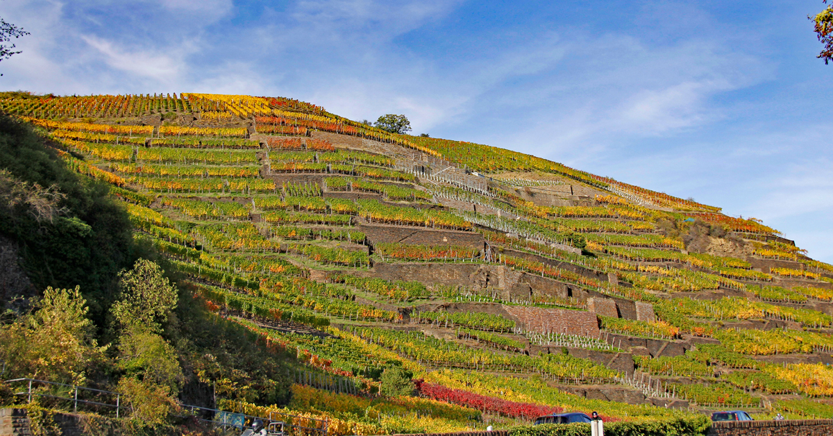 Herbstliche Weinberge Walporzheim