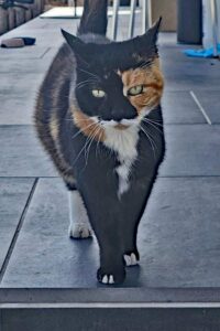 Katze "Stella" in Walporzheim