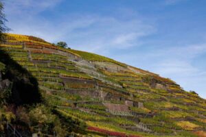 Steillagen-Weinbau an der Ahr wie hier am Kräuterberg. 