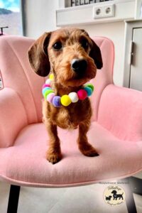 Im Hundesalon Fellpflege Knopf und Blume in Ahrbrück steht das Wohl der Tiere im Mittelpunkt. 