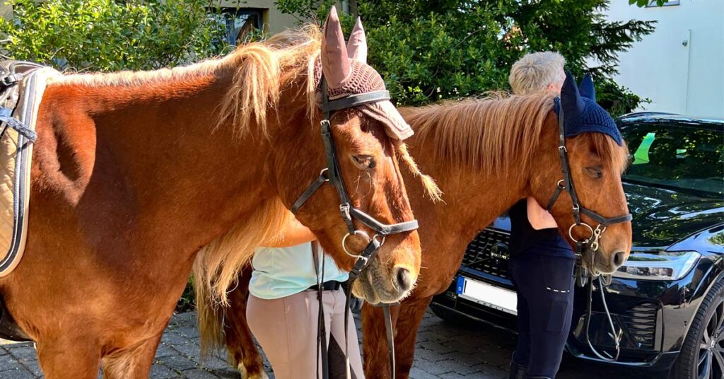 Pferdesegnung in Hain zieht Hunderte Gläubige und Besucher an.