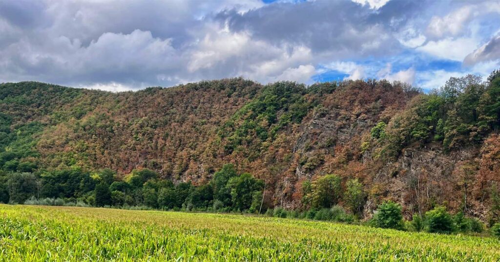Wasser nicht möglichst schnell ableiten, sondern dort halten, wo es fällt: Für das Adenauer Land liegt jetzt ein Vorschlag auf dem Tisch, der mit erstaunlich einfachen Mitteln auskommen soll.