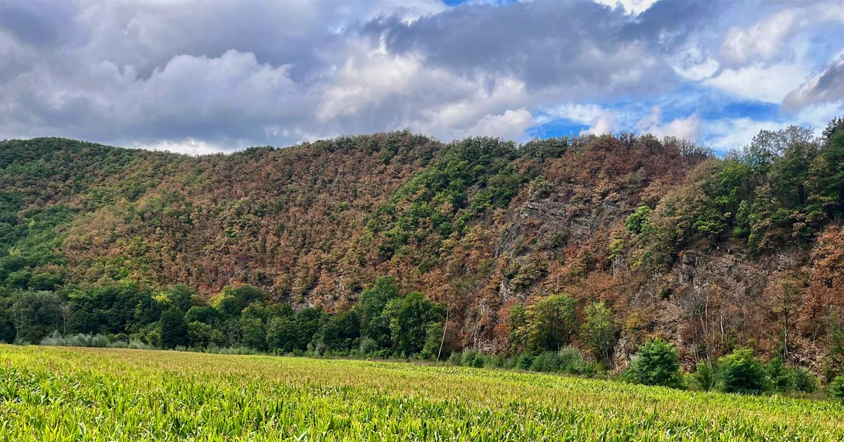 Wasser nicht möglichst schnell ableiten, sondern dort halten, wo es fällt: Für das Adenauer Land liegt jetzt ein Vorschlag auf dem Tisch, der mit erstaunlich einfachen Mitteln auskommen soll.